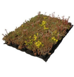 Gründach-Platte Nidasedum