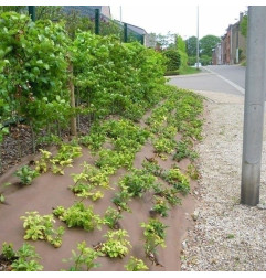 BioWeedtex - Ecologisch en biologisch afbreekbaar geotextiel tegen onkruid - Matgeco